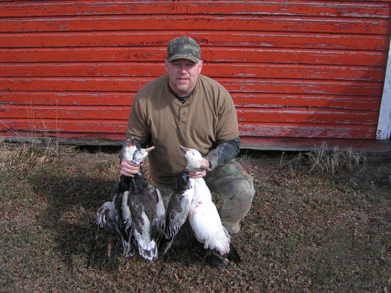 Great Goose Hunting in the spring
